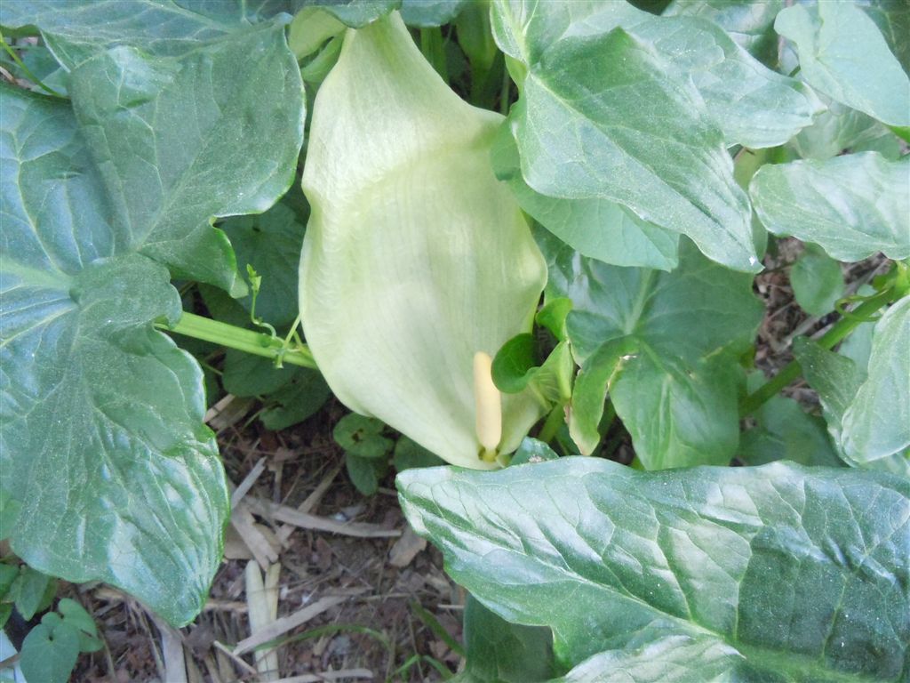 Arum italicum